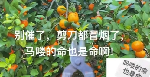 《抖音》吗喽的命也是命是什么梗