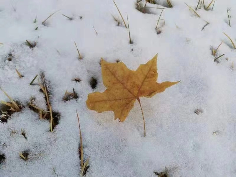  小雪养生食物详细汇总2023 网络杂谈 第1张