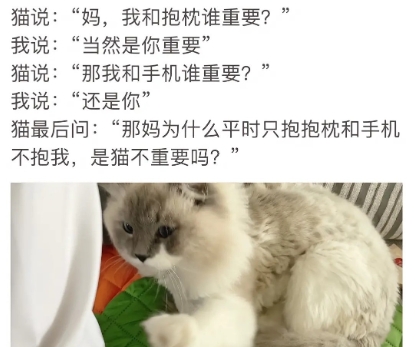  网络用语杀我别用小猫刀是什么梗 网络杂谈 第1张